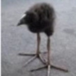 Meet your Posher, Mo